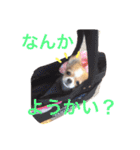 チワワのチクワちゃん（個別スタンプ：8）