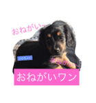 チワワのチクワちゃん（個別スタンプ：9）