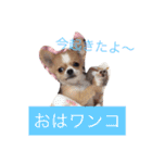 チワワのチクワちゃん（個別スタンプ：11）