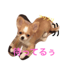 チワワのチクワちゃん（個別スタンプ：12）