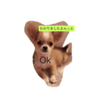 チワワのチクワちゃん（個別スタンプ：13）