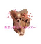 チワワのチクワちゃん（個別スタンプ：15）