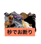 チワワのチクワちゃん（個別スタンプ：18）