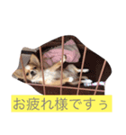 チワワのチクワちゃん（個別スタンプ：20）