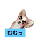 チワワのチクワちゃん（個別スタンプ：21）