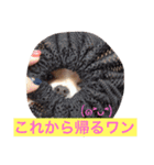 チワワのチクワちゃん（個別スタンプ：23）