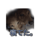 Muku ＆ Riku two dogs（個別スタンプ：3）