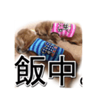 Muku ＆ Riku two dogs（個別スタンプ：5）