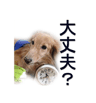 Muku ＆ Riku two dogs（個別スタンプ：7）