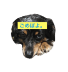 くしゅけ2（個別スタンプ：1）