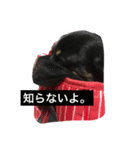 くしゅけ2（個別スタンプ：5）