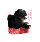 くしゅけ2（個別スタンプ：7）