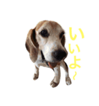 マユキッズスタンプ（個別スタンプ：7）