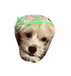 クッキーオレオ（個別スタンプ：1）