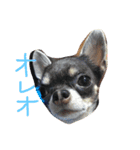 クッキーオレオ（個別スタンプ：3）
