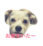 クッキーオレオ（個別スタンプ：5）