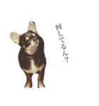 クッキーオレオ（個別スタンプ：8）