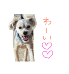 クッキーオレオ（個別スタンプ：10）