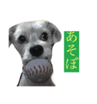 クッキーオレオ（個別スタンプ：12）