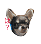 クッキーオレオ（個別スタンプ：13）