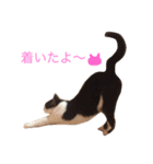 ハチワレこまちゃん（個別スタンプ：8）