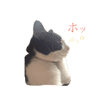 ハチワレこまちゃん（個別スタンプ：12）