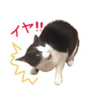 ハチワレこまちゃん（個別スタンプ：14）