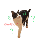 ハチワレこまちゃん（個別スタンプ：17）