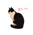 ハチワレこまちゃん（個別スタンプ：18）