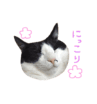 ハチワレこまちゃん（個別スタンプ：20）