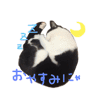 ハチワレこまちゃん（個別スタンプ：30）