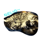 cat+（個別スタンプ：1）