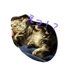 cat+（個別スタンプ：2）