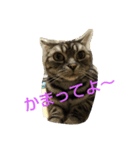 cat+（個別スタンプ：3）