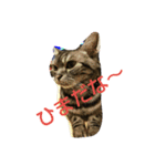 cat+（個別スタンプ：4）