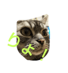 cat+（個別スタンプ：5）