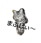 cat+（個別スタンプ：6）
