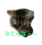 cat+（個別スタンプ：7）