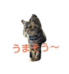 cat+（個別スタンプ：8）