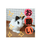 りおんぽんさんま（個別スタンプ：4）