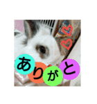 りおんぽんさんま（個別スタンプ：5）
