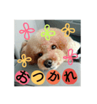 りおんぽんさんま（個別スタンプ：11）