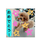 りおんぽんさんま（個別スタンプ：12）