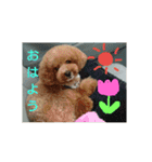 りおんぽんさんま（個別スタンプ：14）