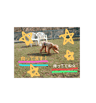 りおんぽんさんま（個別スタンプ：15）