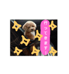 りおんぽんさんま（個別スタンプ：16）
