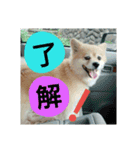 りおんぽんさんま（個別スタンプ：20）