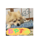 りおんぽんさんま（個別スタンプ：21）