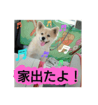 りおんぽんさんま（個別スタンプ：22）
