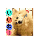 りおんぽんさんま（個別スタンプ：23）